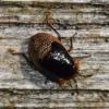 Geocoris sp.
